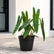 Philodendron Billietiae