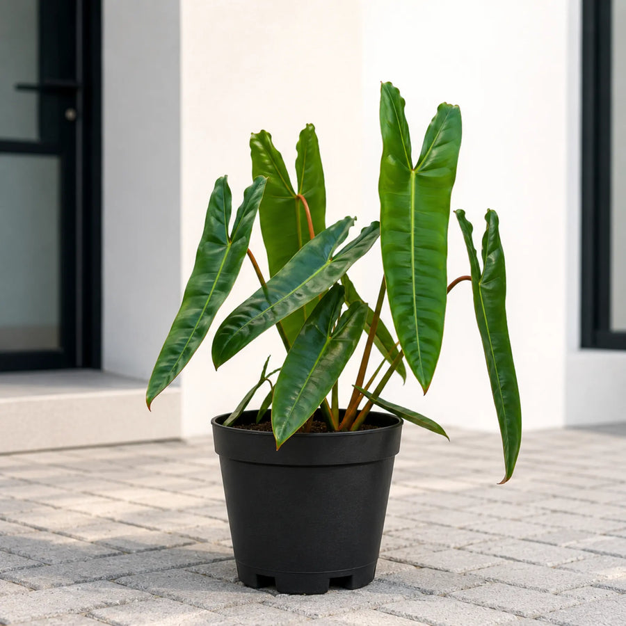 philodendron varieties