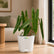 Philodendron Billietiae