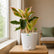 Aglaonema Pink