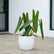 Philodendron Billietiae