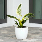 Philodendron Birkin plant
