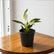 Philodendron Birkin
