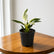 birkin philodendron