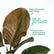 Philodendron Cardinal Black