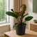 Philodendron Cardinal Black