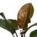 Philodendron Cardinal Black