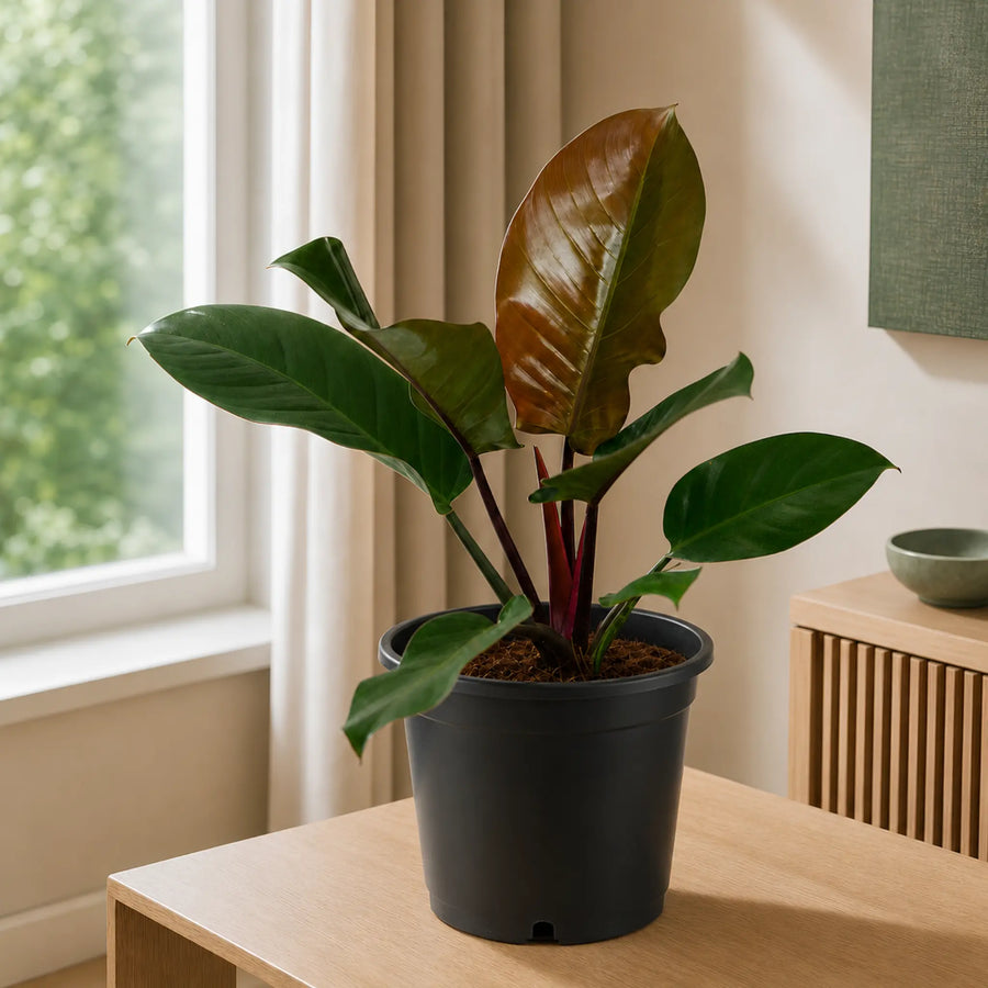 cardinal black plant