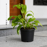 Philodendron Ceylon Gold