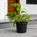 Philodendron Ceylon Gold