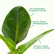 Philodendron Congo Green