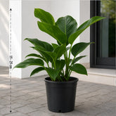 Philodendron Congo Green