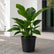 Philodendron Congo Green