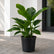congo green plant online
