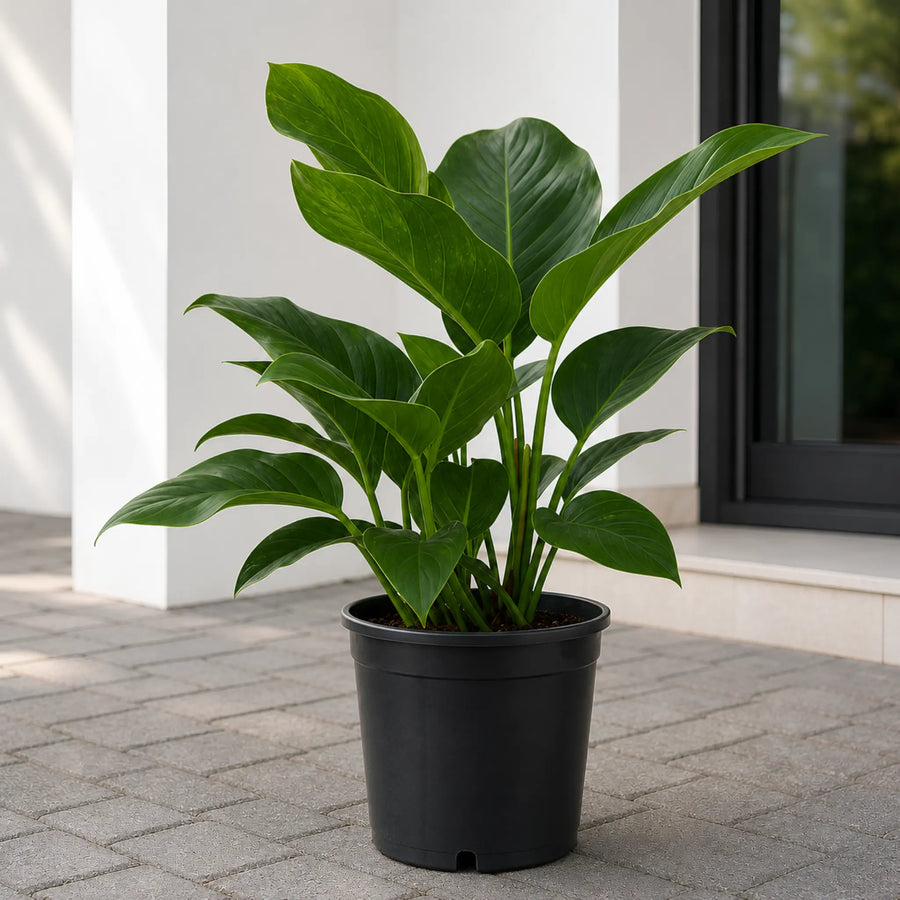 congo green plant online