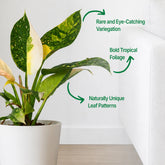 Philodendron Congo Green Variegated