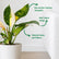 Philodendron Congo Green Variegated