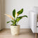Philodendron Congo Green Variegated