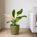 Philodendron Congo Green Variegated