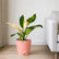 Philodendron Congo Green Variegated