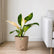 Philodendron Congo Green Variegated