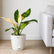 Philodendron Congo Green Variegated