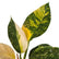 Philodendron Congo Green Variegated