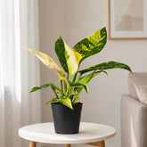 Philodendron Congo Green Variegated