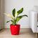 Philodendron Congo Green Variegated