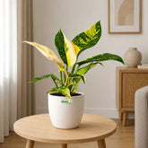 Philodendron Congo Green Variegated