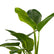 Philodendron Congo Green