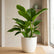 Philodendron Congo Green