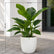 Philodendron Congo Green