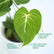 Philodendron Gloriosum