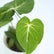 Philodendron Gloriosum