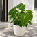 Philodendron Gloriosum