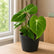 philodendron gloriosum online
