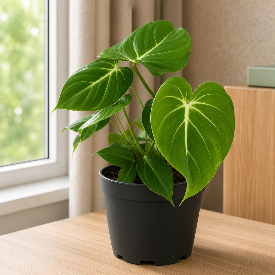 philodendron gloriosum online