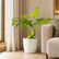 Philodendron Golden Violin