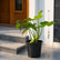 Philodendron Golden Violin