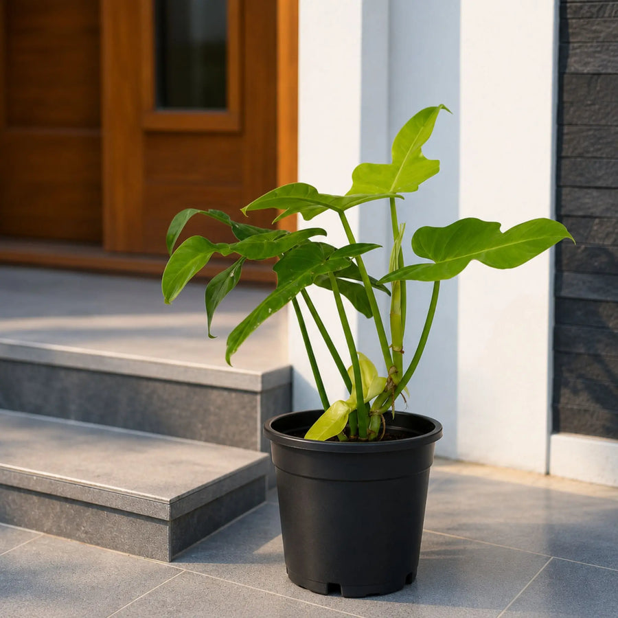 Philodendron Varieties