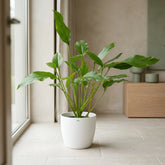 indoor