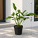 Philodendron Joepii