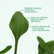 Philodendron Joepii