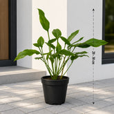 Philodendron Joepii