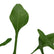 Philodendron Joepii