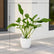 Philodendron Joepii
