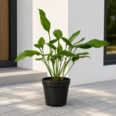 Philodendron Joepii