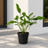 Philodendron Joepii