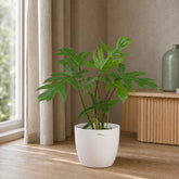 philodendron mayoi indoor plant